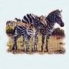 Zebras